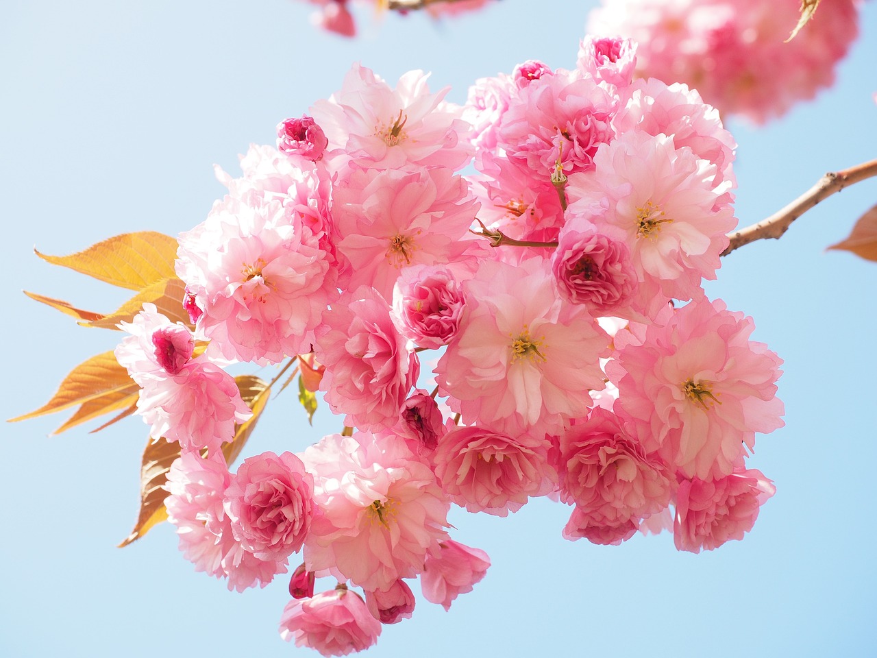 cherry blossom, japanese cherry, smell